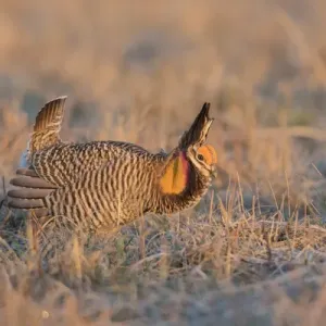 00842-05010 Greater Prairie-Chicken (Tympanuchus cupido) male displaying / booming 00842-05010 Greater Prairie-Chicken (Tympanuchus cupido) male displaying / booming