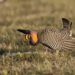 00842-05202 Greater Prairie-Chicken (Tympanuchus cupido) male displaying / booming 00842-05202 Greater Prairie-Chicken (Tympanuchus cupido) male displaying / booming