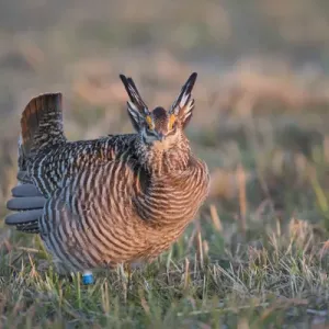 00842-05304 Greater Prairie-Chicken (Tympanuchus cupido) male displaying / booming 00842-05304 Greater Prairie-Chicken (Tympanuchus cupido) male displaying / booming