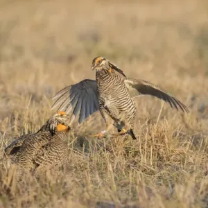 00842-05707 Greater Prairie-Chickens (Tympanuchus cupido) males fighting-territorial 00842-05707 Greater Prairie-Chickens (Tympanuchus cupido) males fighting-territorial