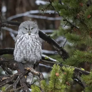 Great Gray Owl Print, Yellowstone National Park Great Gray Owl Print, Yellowstone National Park