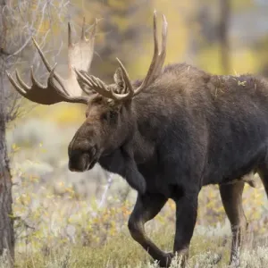 01979-00604 Moose (Alces alces) bull in fall, Grand Teton National Park, WY