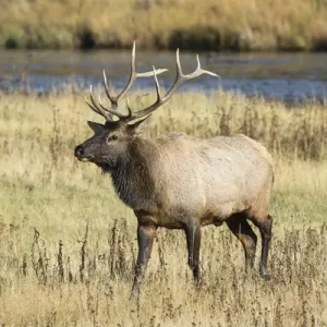 01980-03017 Elk (Cervus elaphaus) bull male, Yellowstone National Park, WY