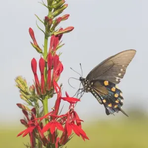 03004-01514 Pipevine Swallowtail (Battus philenor) on Cardinal Flower (Lobelia cardinalis) 03004-01514 Pipevine Swallowtail (Battus philenor) on Cardinal Flower (Lobelia cardinalis)
