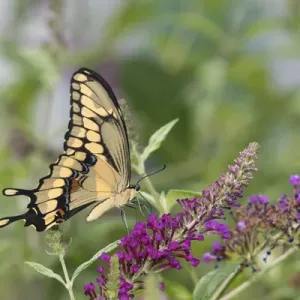 03017-01419 Giant Swallowtail (Papilio cresphontes) on Butterfly Bush (Buddleja davidii) Marion Co 03017-01419 Giant Swallowtail (Papilio cresphontes) on Butterfly Bush (Buddleja davidii) Marion Co