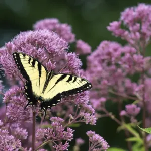 03023-03008 Eastern Tiger Swallowtail (Papilio glaucaus) on Joe Pye Weed (Eutrochium 03023-03008 Eastern Tiger Swallowtail (Papilio glaucaus) on Joe Pye Weed (Eutrochium