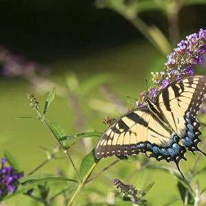 03023-03018 Eastern Tiger Swallowtail (Papilio glaucaus) on Butterfly Bush (Buddleja