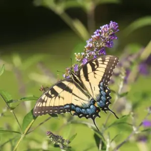 Eastern Tiger Swallowtail Print on Butterfly Bush Eastern Tiger Swallowtail Print on Butterfly Bush