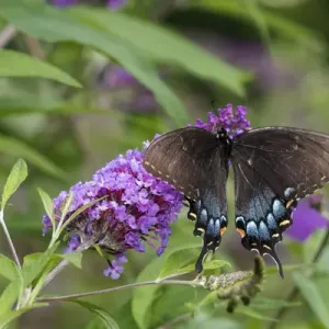 Eastern Tiger Swallowtail Print on Butterfly Bush Eastern Tiger Swallowtail Print on Butterfly Bush