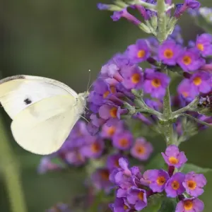 03061-00401 Cabbage White (Pieris rapae) on Butterfly Bush (Buddleja davidii) Marion Co 03061-00401 Cabbage White (Pieris rapae) on Butterfly Bush (Buddleja davidii) Marion Co
