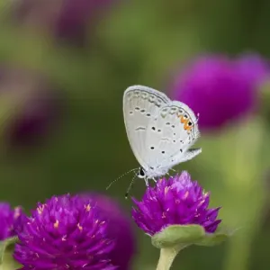 03226-01115 Eastern Tailed-Blue (Everes comyntas) on Globe Amaranth (Gomphrena globosa) Marion Co 03226-01115 Eastern Tailed-Blue (Everes comyntas) on Globe Amaranth (Gomphrena globosa) Marion Co