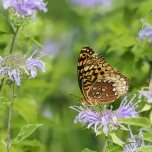 03322-01813 Great Spangled Fritillary (Speyeria cybele) on Wild Bergamot (Monarda 03322-01813 Great Spangled Fritillary (Speyeria cybele) on Wild Bergamot (Monarda