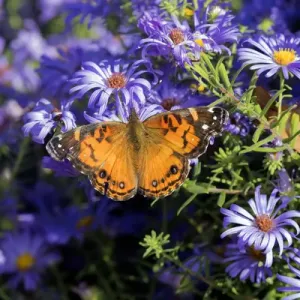 03405-00509 American Lady (Vanessa virginiensis) on Frikarts Aster (Aster frikartii) Marion Co 03405-00509 American Lady (Vanessa virginiensis) on Frikarts Aster (Aster frikartii) Marion Co