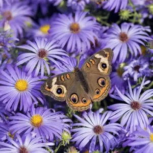 03411-01214 Common Buckeye (Junonia coenia) on Frikarts Aster (Aster frikartii) Marion Co 03411-01214 Common Buckeye (Junonia coenia) on Frikarts Aster (Aster frikartii) Marion Co