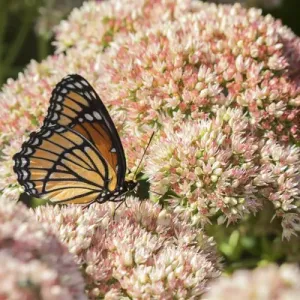 03421-00712 Viceroy (Limenitis archippus) on Autumn Joy Sedum (Sedum spectabile) Marion Co 03421-00712 Viceroy (Limenitis archippus) on Autumn Joy Sedum (Sedum spectabile) Marion Co