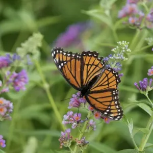 03421-00715 Viceroy (Limenitis archippus) on Butterfly Bush (Buddleja davidii) Marion Co 03421-00715 Viceroy (Limenitis archippus) on Butterfly Bush (Buddleja davidii) Marion Co