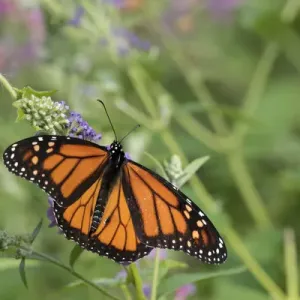 03536-05915 Monarch (Danaus plexippus) on Butterfly Bush (Buddleja davidii) Marion Co. IL 03536-05915 Monarch (Danaus plexippus) on Butterfly Bush (Buddleja davidii) Marion Co. IL