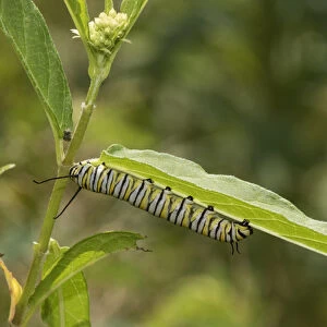 03536-06001 Monarch (Danaus plexippus) caterpillar on Swamp Milkweed (Asclepias incarnata)