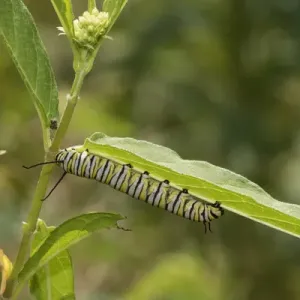 03536-06001 Monarch (Danaus plexippus) caterpillar on Swamp Milkweed (Asclepias incarnata) 03536-06001 Monarch (Danaus plexippus) caterpillar on Swamp Milkweed (Asclepias incarnata)