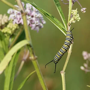 03536-06003 Monarch (Danaus plexippus) caterpillar on Swamp Milkweed (Asclepias incarnata)