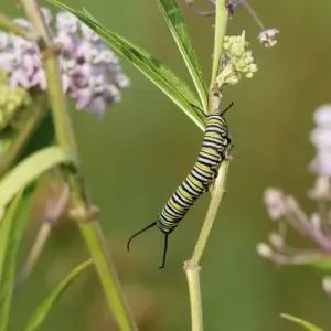 03536-06003 Monarch (Danaus plexippus) caterpillar on Swamp Milkweed (Asclepias incarnata) 03536-06003 Monarch (Danaus plexippus) caterpillar on Swamp Milkweed (Asclepias incarnata)
