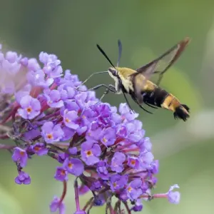 04005-00320 Snowberry Clearwing (Hemaris diffinis) on Butterfly Bush (Buddleja davidii) Marion Co 04005-00320 Snowberry Clearwing (Hemaris diffinis) on Butterfly Bush (Buddleja davidii) Marion Co