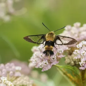 04005-00407 Snowberry Clearwing (Hemaris diffinis) on Swamp Milkweed (Asclepias incarnata) 04005-00407 Snowberry Clearwing (Hemaris diffinis) on Swamp Milkweed (Asclepias incarnata)
