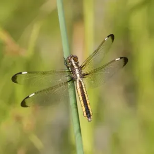 06617-00503 Spangled Skimmer (Libellula cyanea) female in wetland Washington Co. MO 06617-00503 Spangled Skimmer (Libellula cyanea) female in wetland Washington Co. MO