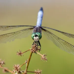 06642-00615 Blue Dasher (Pachydiplax longipennis) male in wetland Marion Co. IL 06642-00615 Blue Dasher (Pachydiplax longipennis) male in wetland Marion Co. IL