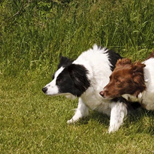 2 Purebred Border Collie, crouched looking same direction, red, black, white