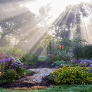 63821-23701 Sun rays in fog in flower garden, Marion Co. IL 63821-23701 Sun rays in fog in flower garden, Marion Co. IL