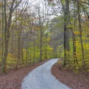 63895-14311 Road through trees in fall at LaRue-Pine Hills, Shawnee National Forest, IL 63895-14311 Road through trees in fall at LaRue-Pine Hills, Shawnee National Forest, IL