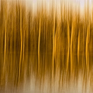 Abstract, in-camera blurs of trees and reflections in water
