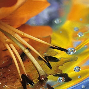 Abstract of lily stamens in reflection. Credit as: Nancy Rotenberg / Jaynes Gallery