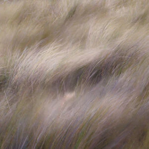 Abstract view of grasses blowing in the wind, Merritt Island National Wildlife Refuge, Florida