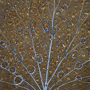An abstraction of water drops on a skeletonized cottonwood leaf