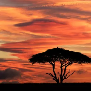 Acacia Tree Print at Serengeti Sunset Acacia Tree Print at Serengeti Sunset