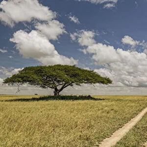 Acacia tree and tire tracks across grass plains, Serengeti National Park, Tanzania