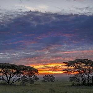 Acacia trees silhouetted at sunset, Serengeti National Park, Tanzania, Africa