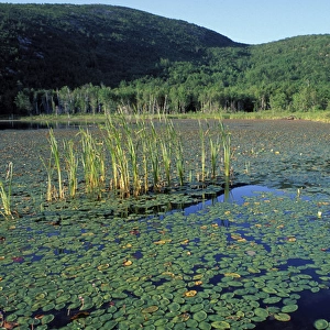 Acadia N. P. ME. Fragrant WaterLily Nymphaea odorata Beaver pond Champlain Mtn