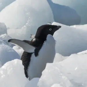 Adelie penguin on ice covered beach, Pleneau and Petermann Islands, South Atlantic Ocean