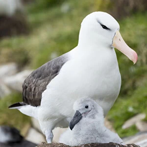 Adult and chick on tower-shaped nest. Black-browed albatross, Falkland Islands