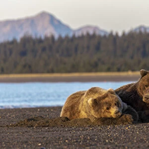 Adult female grizzly bear and cub sleeping together on beach at sunrise, Lake Clark National Park and Preserve, Alaska