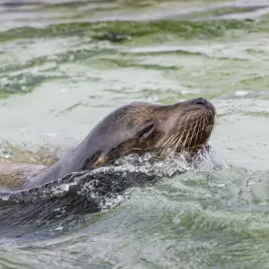 Adult female sea lion swimming. Espanola Island, Galapagos Islands, Ecuador