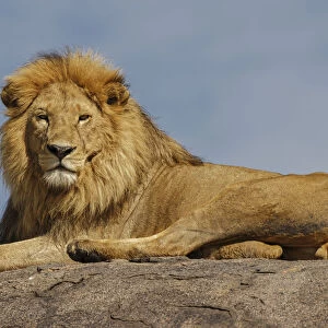 Adult male lion on kopje, Serengeti National Park, Tanzania, Africa