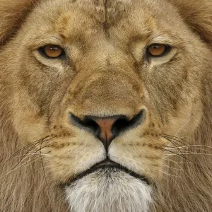 Adult male lion, Masai Mara, Kenya, Africa