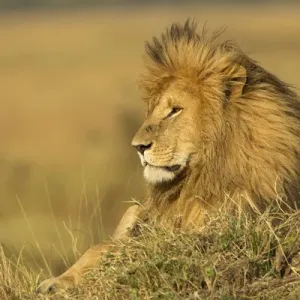 Adult Male Lion Print on Termite Mound Adult Male Lion Print on Termite Mound