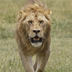 Adult male lion, Serengeti National Park, Tanzania, Africa