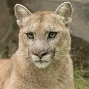 Adult Mountain Lion, Puma concolor (Controlled Situation) Minnesota
