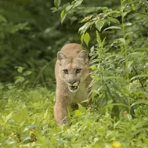 Adult Mountain Lion, Puma concolor (Controlled Situation) Minnesota
